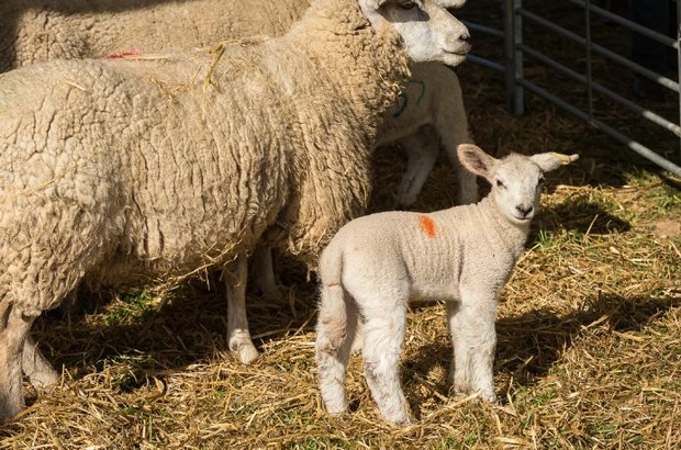Natural Sheep Farming